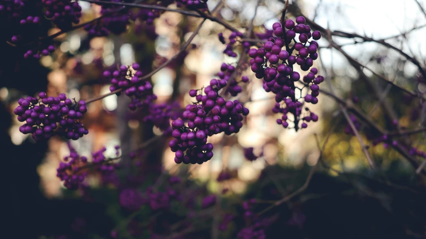 a small tree filled with lots of purple flowers