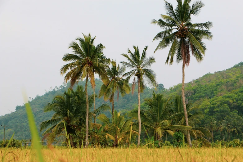 a couple of palm trees stand in front of some green mountains