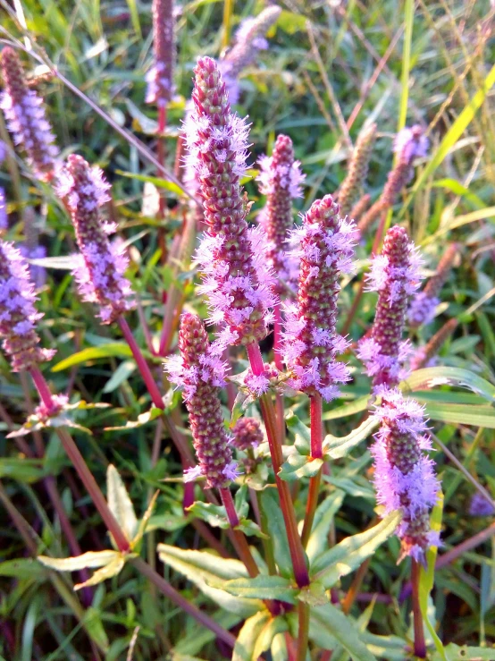 some very pretty pink flowers near some tall green grass