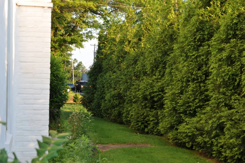 a white building sits between two rows of trees