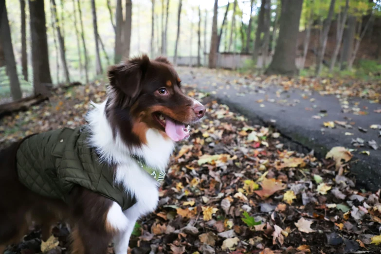 a dog is looking back while standing on some leaves