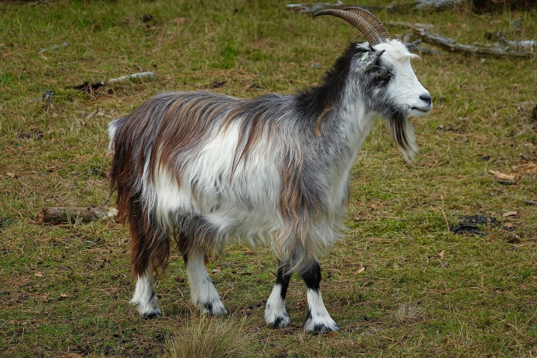 there is a goat that is standing in the grass