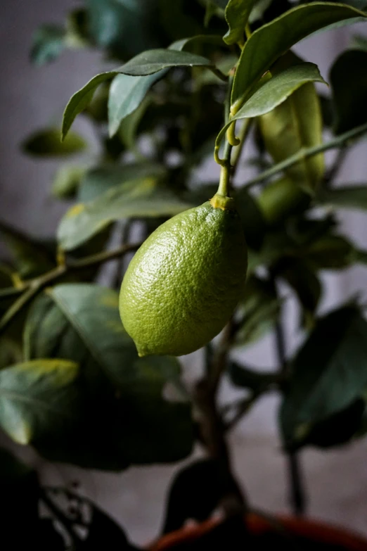 a green plant with fruits hanging from the nches