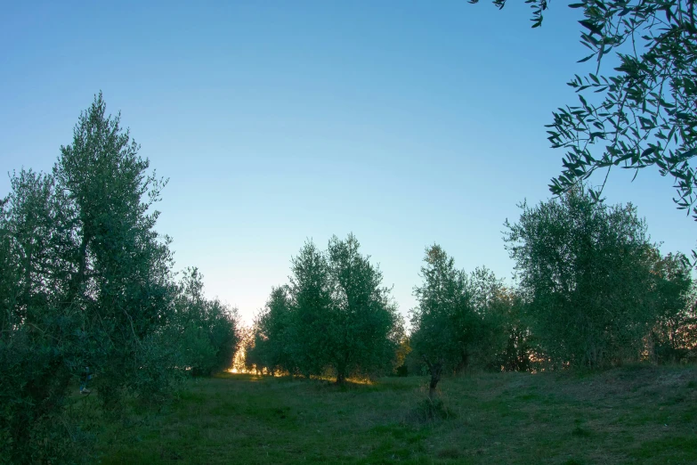 a grassy area with trees in the background