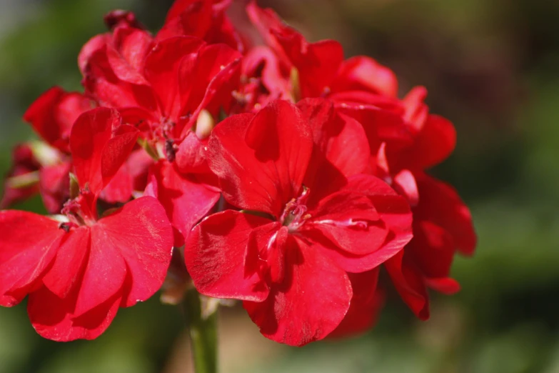 some pretty red flowers with long stem buds