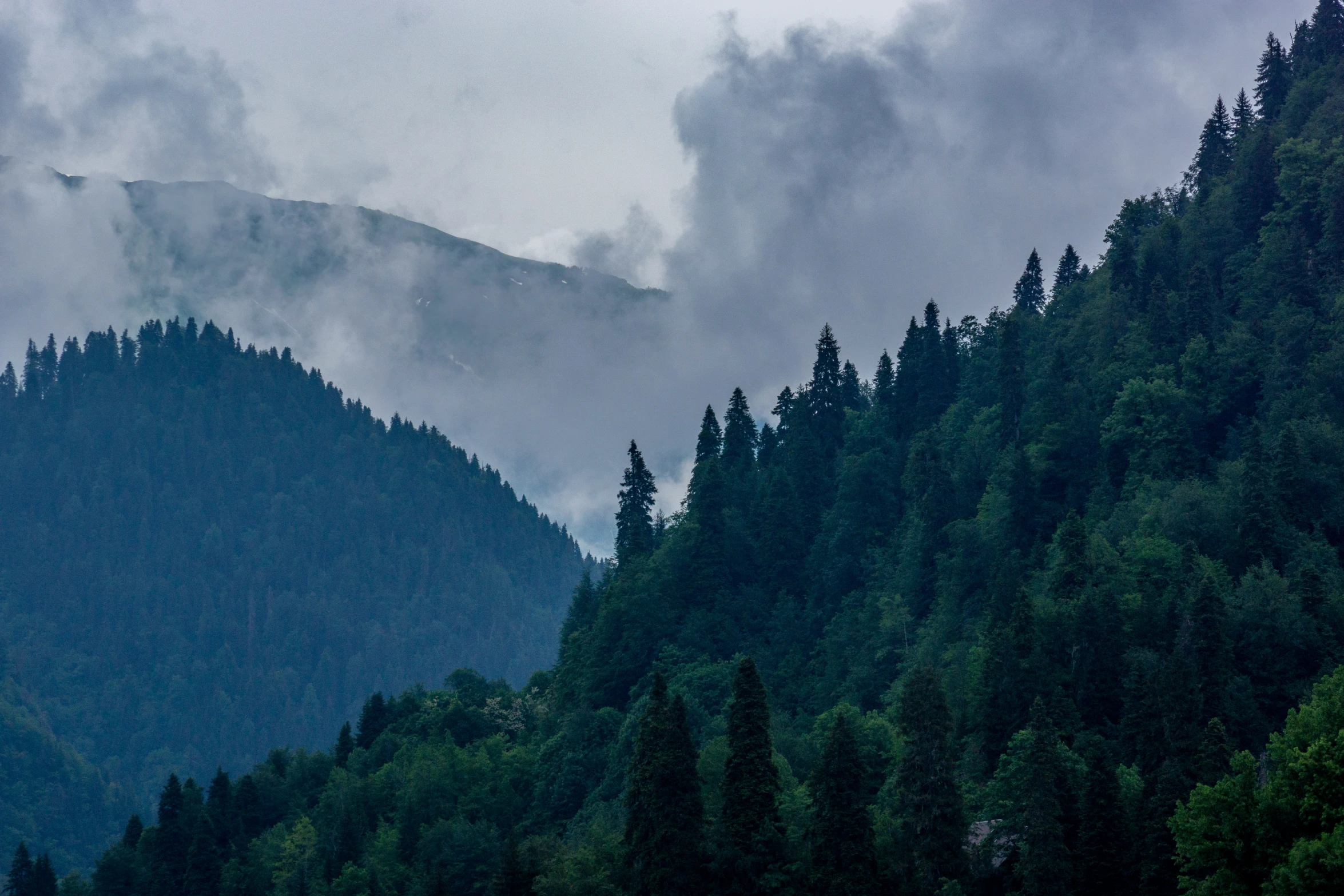 the green trees are growing on the mountain side