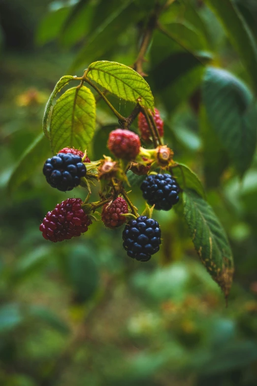 a group of berries are hanging on the nch