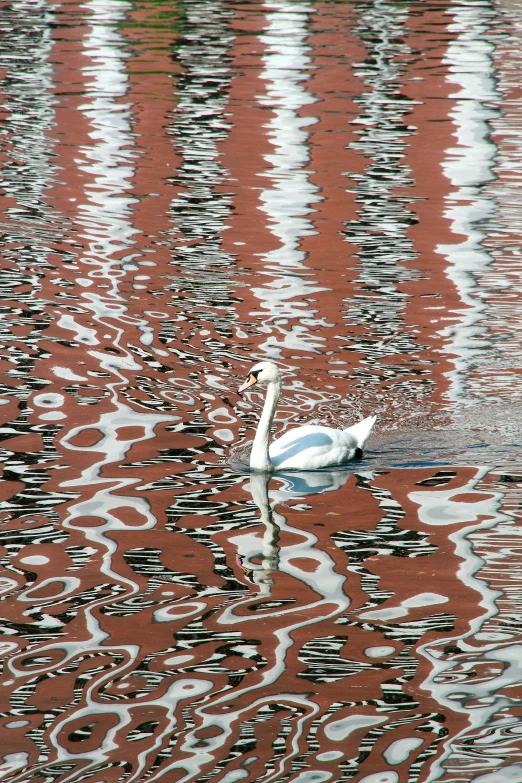 a goose swims across the still waters