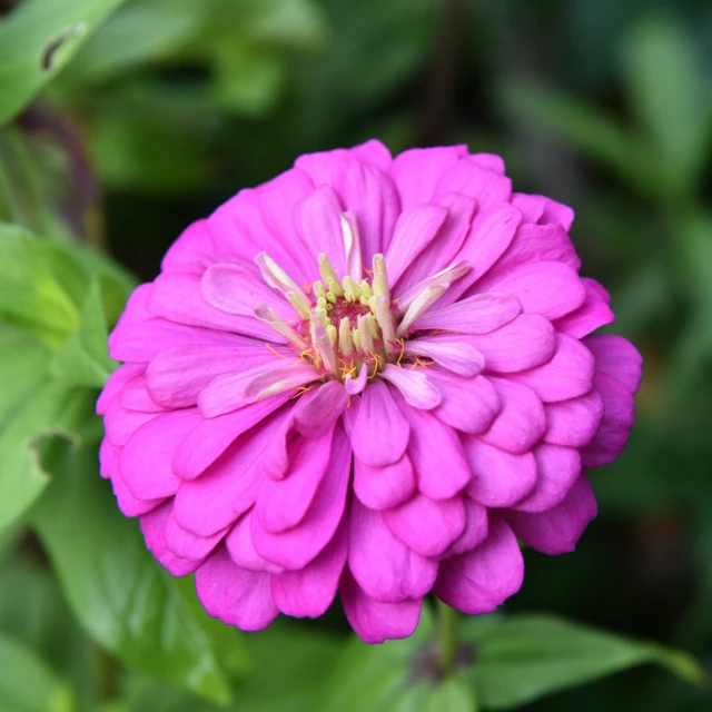 pink flower with green leaves around it