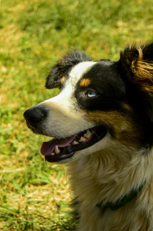 a dog is outside in the grass looking back