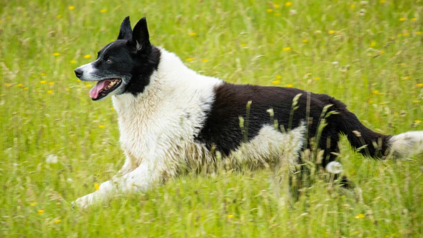 a black and white dog running across a lush green field