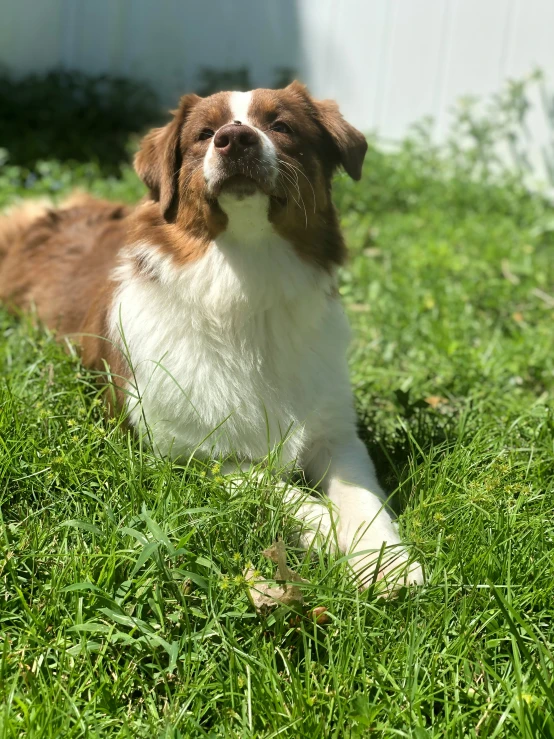 a dog that is laying in the grass