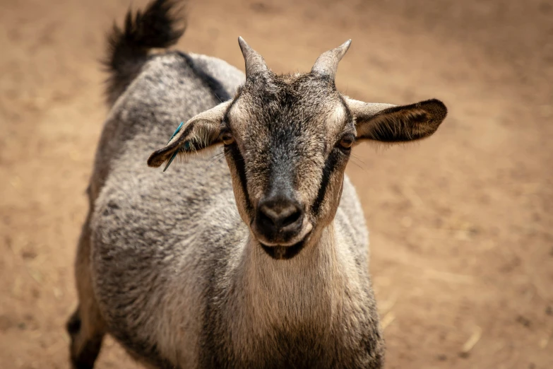 a goat standing on top of a dirt ground