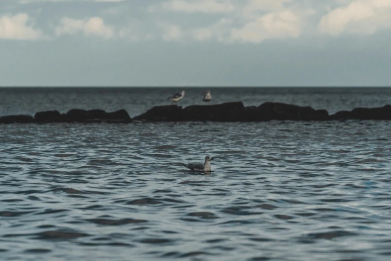 some seagulls are swimming on the water