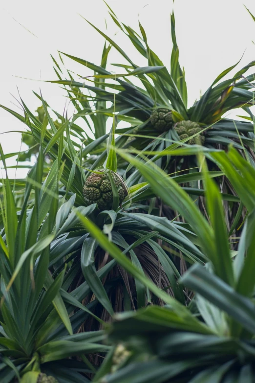 closeup of plants with small flowers and large leaves