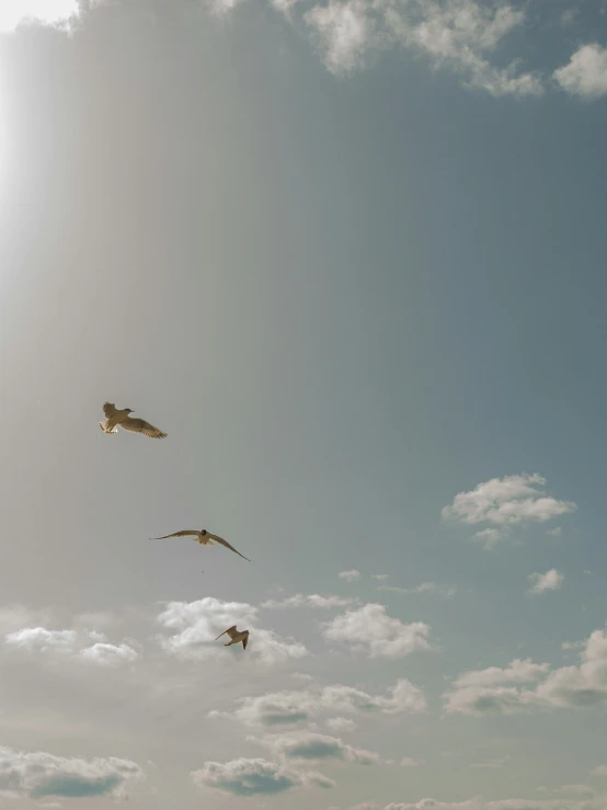 a group of kites flying across the sky