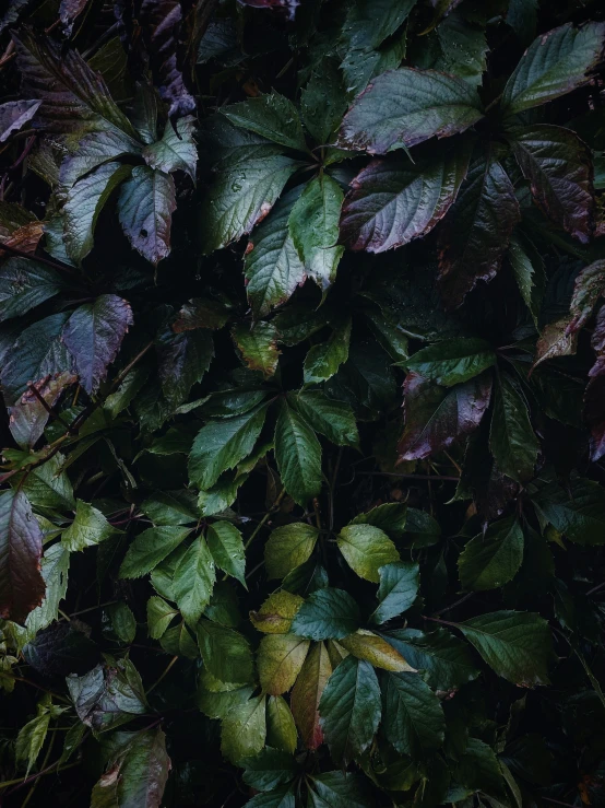 green and purple leaves grow on a plant