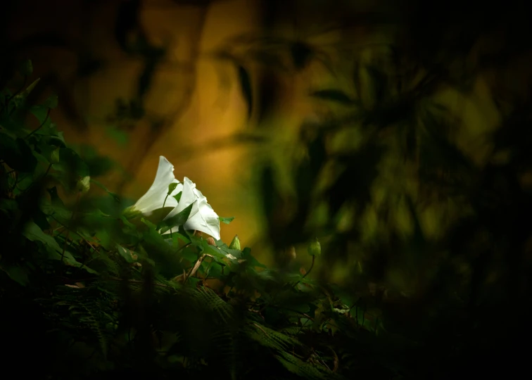 a white flower sits on top of some grass