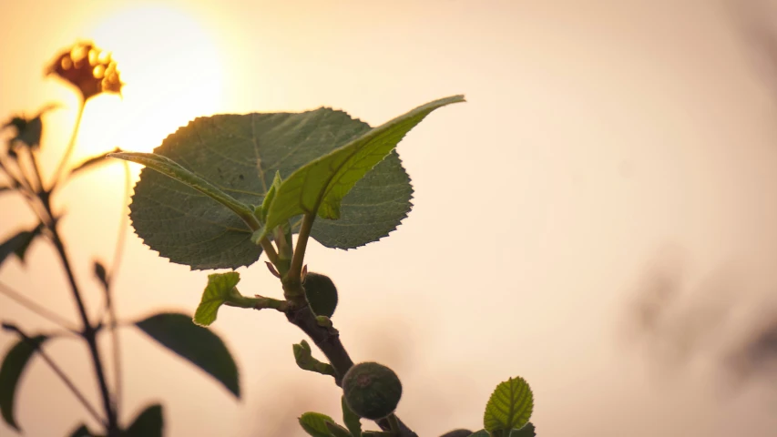 a close up of leaves at sunrise with clouds