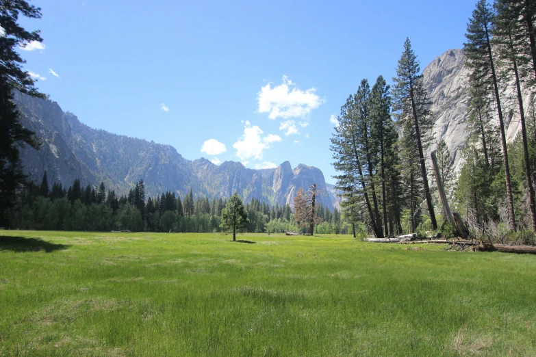 a field with a tree standing near a mountain