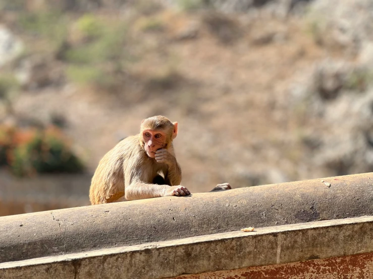 a monkey is on the ledge of the building