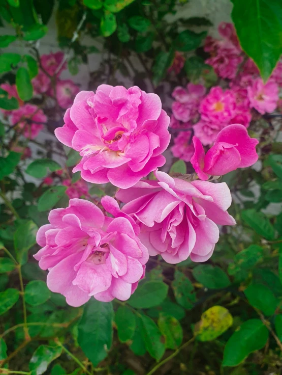 beautiful pink flowers in bloom are in the green bush