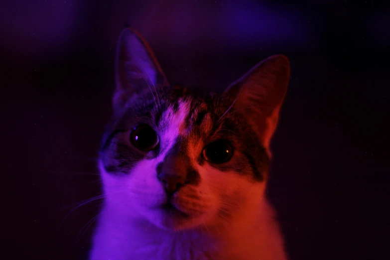 a close up of a cat with a purple light in the background