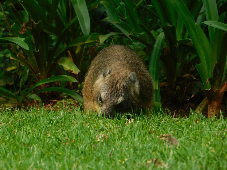 a kangaroo is outside in the grass with its mouth open