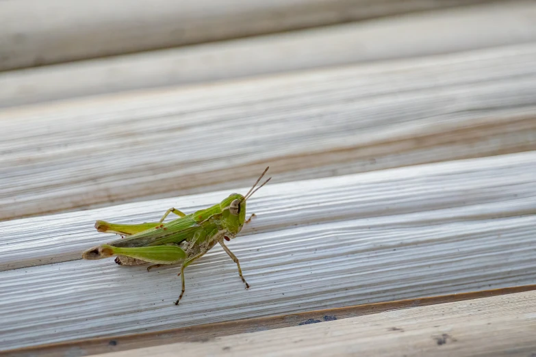 a green bug sitting on a wood plank