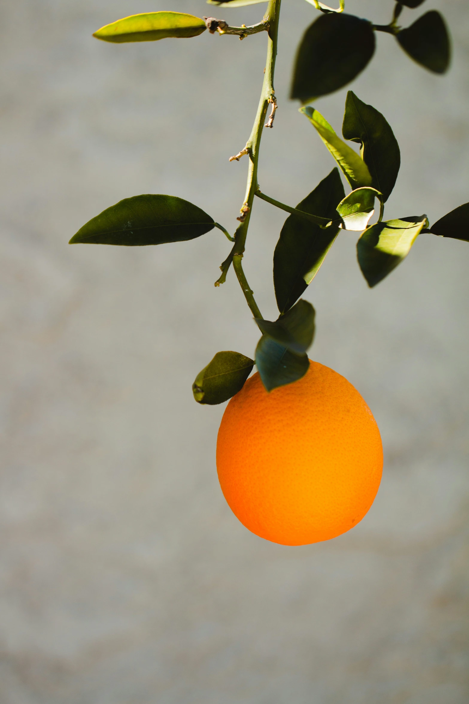 an orange is hanging from a nch with leaves