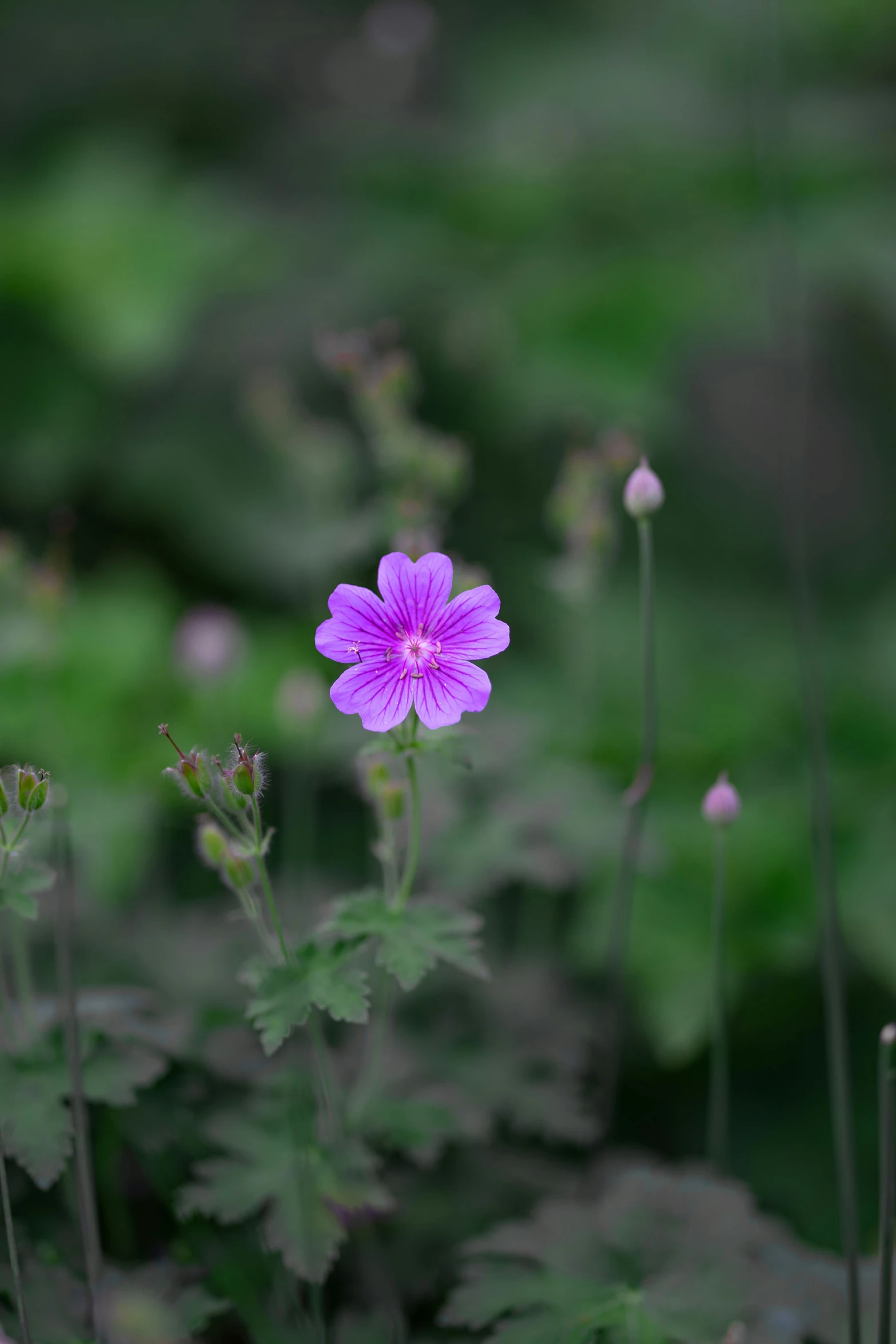 a single pink flower surrounded by green plants