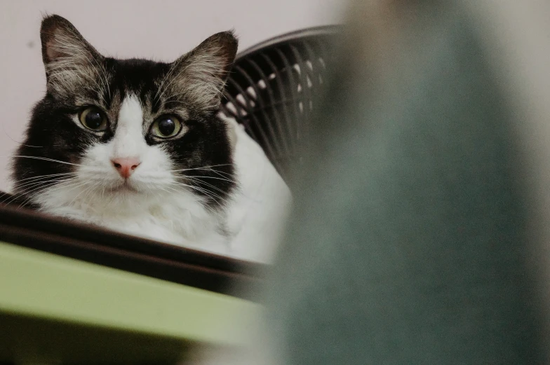 black and white cat laying on top of a desk