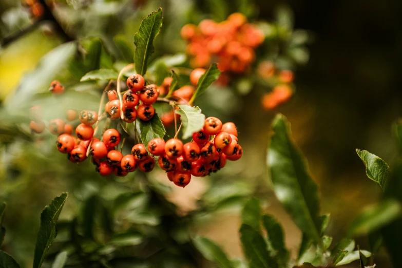 some red berries growing on a bush with leaves