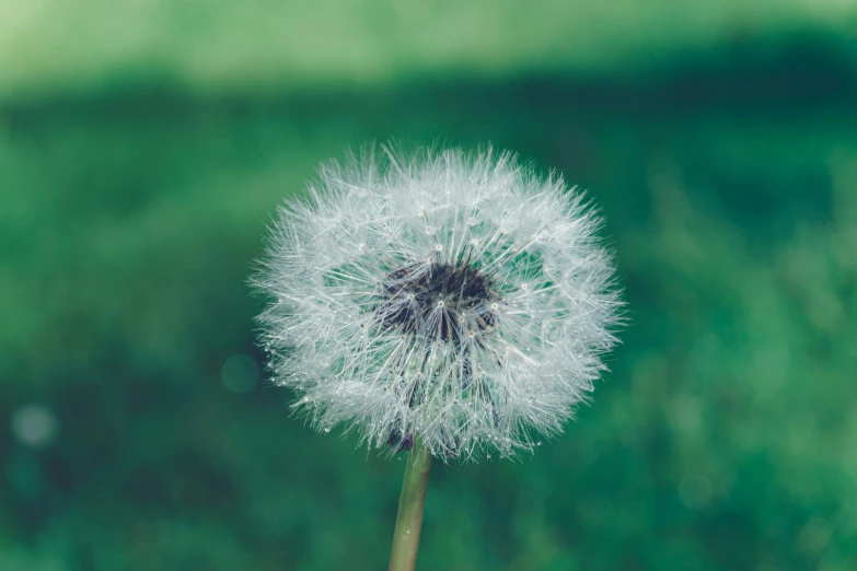 a dandelion with the wind blowing in it's ear