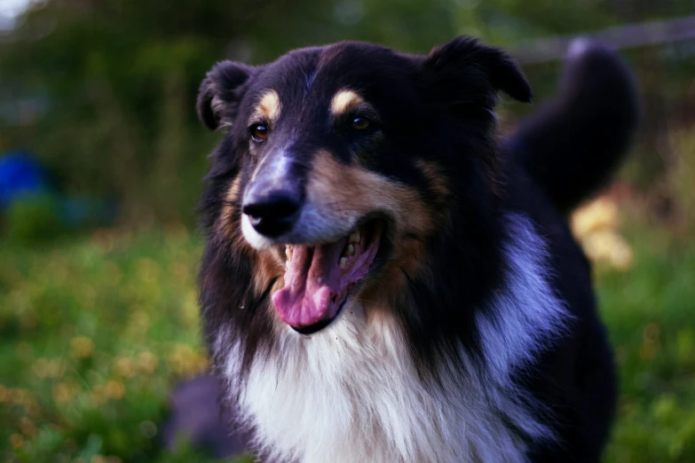 the dog is walking in a grassy area