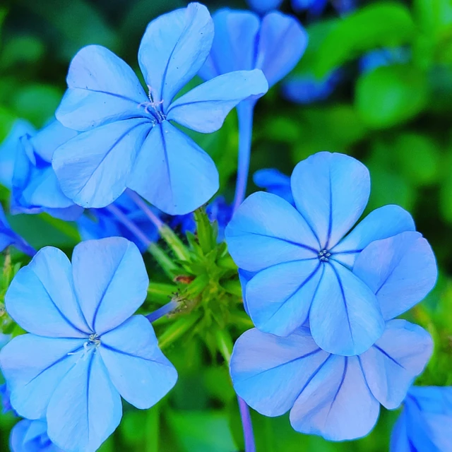 blue flowers are growing in a garden