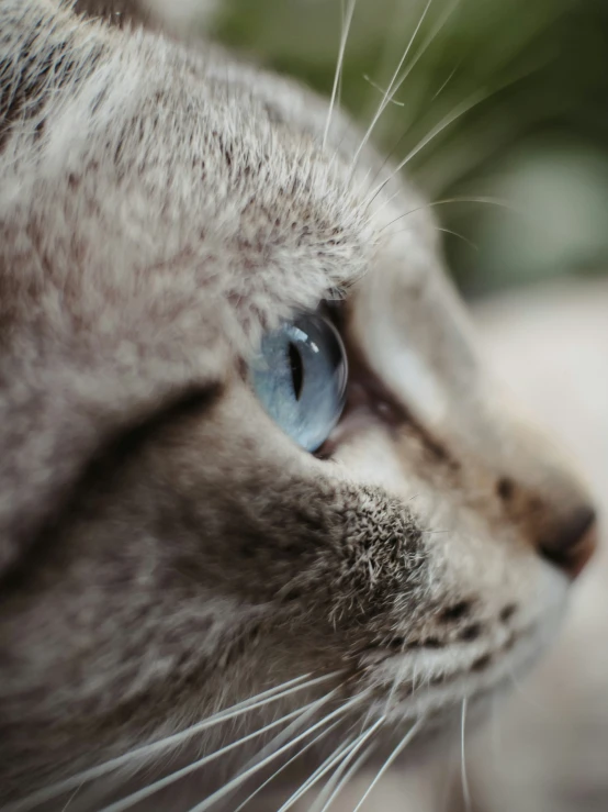 the face of a cat looking to the right with blue eyes