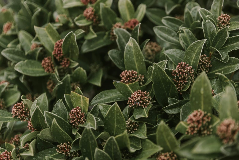 small buds of a shrub of different colors