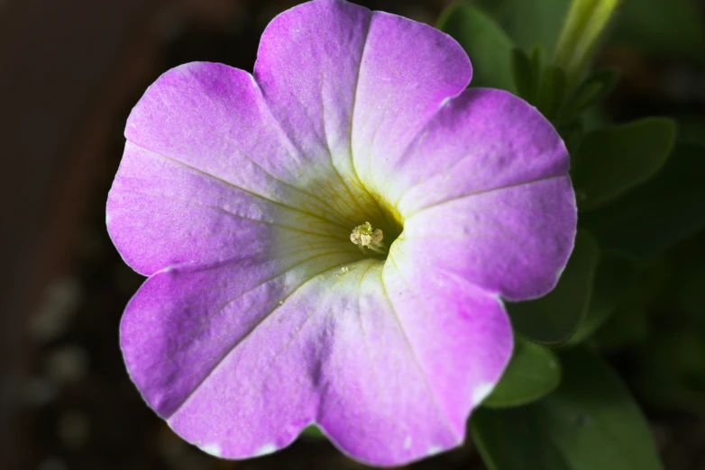 a purple flower with green leaves on it