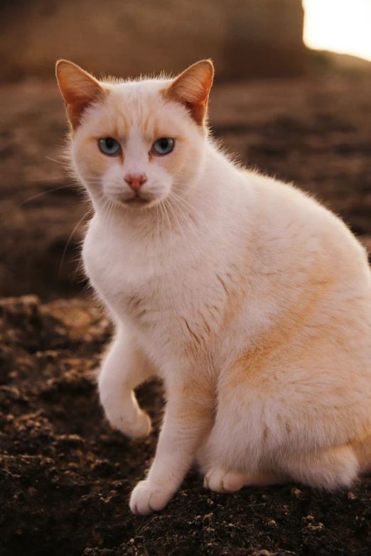 a white cat sitting on top of dirt