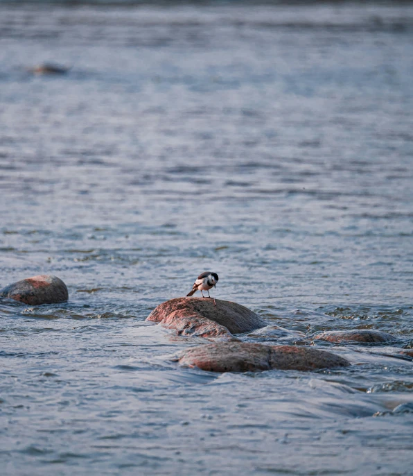 small bird sitting on rock out in the middle of water