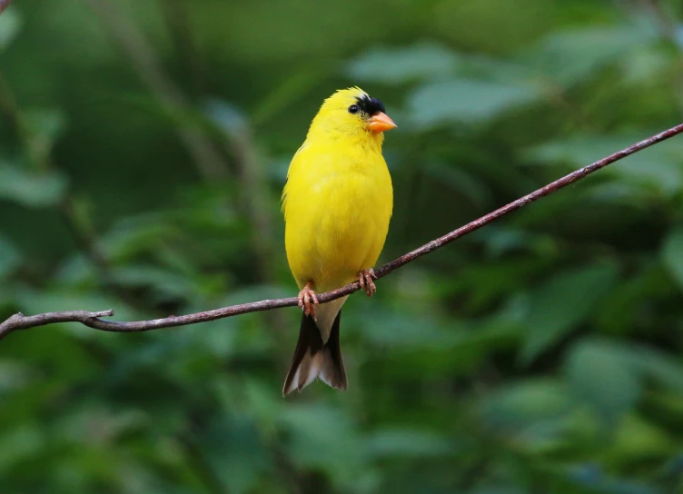 a bright yellow bird with black eyes sitting on a nch