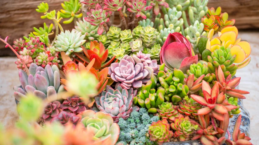 a large assortment of different plants in a blue tray