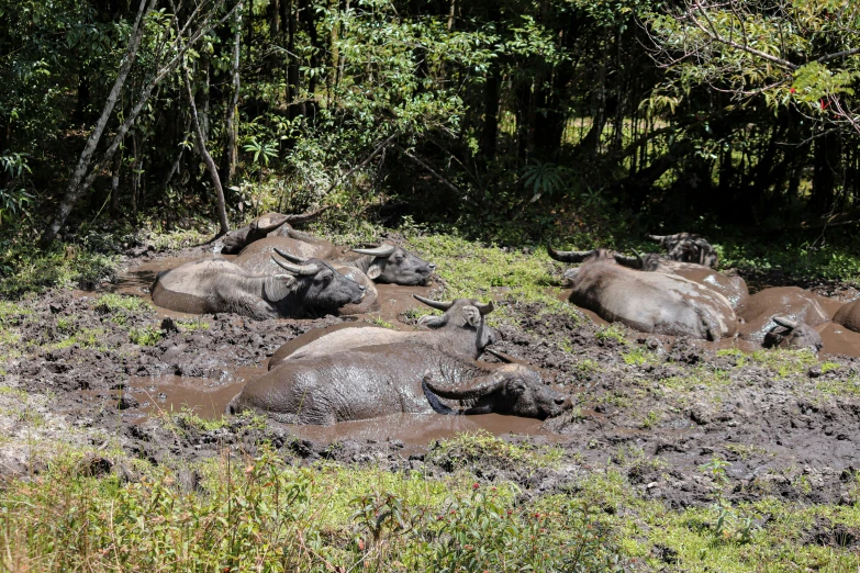 several wild animals that are laying in the mud