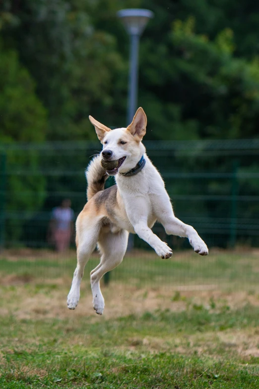 a dog jumping in the air catching a frisbee