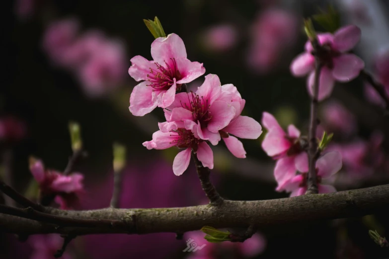 pink flowers growing in the nches of some trees