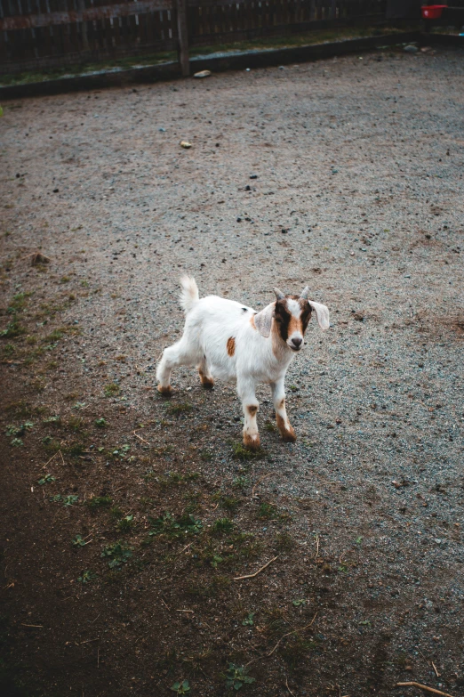 a white dog with brown spots walking on a gravel path