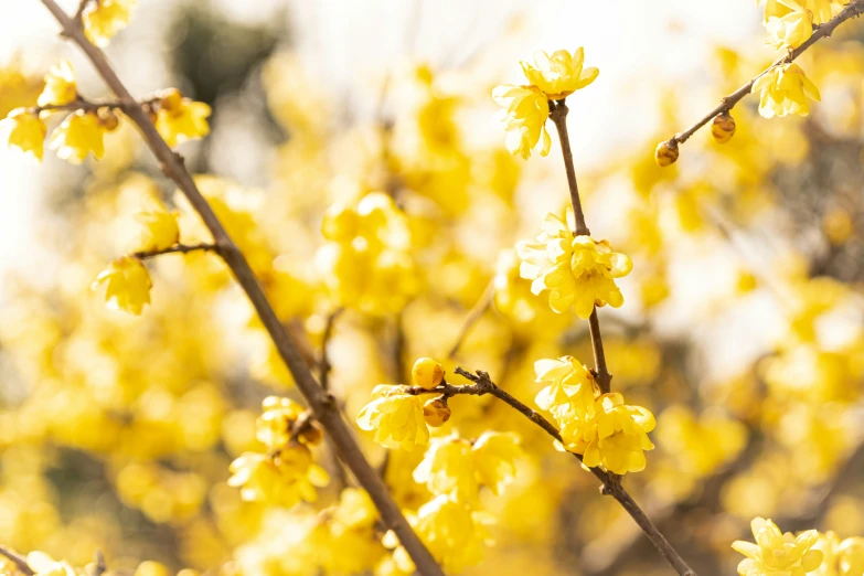 small yellow flowers that are blooming on the tree