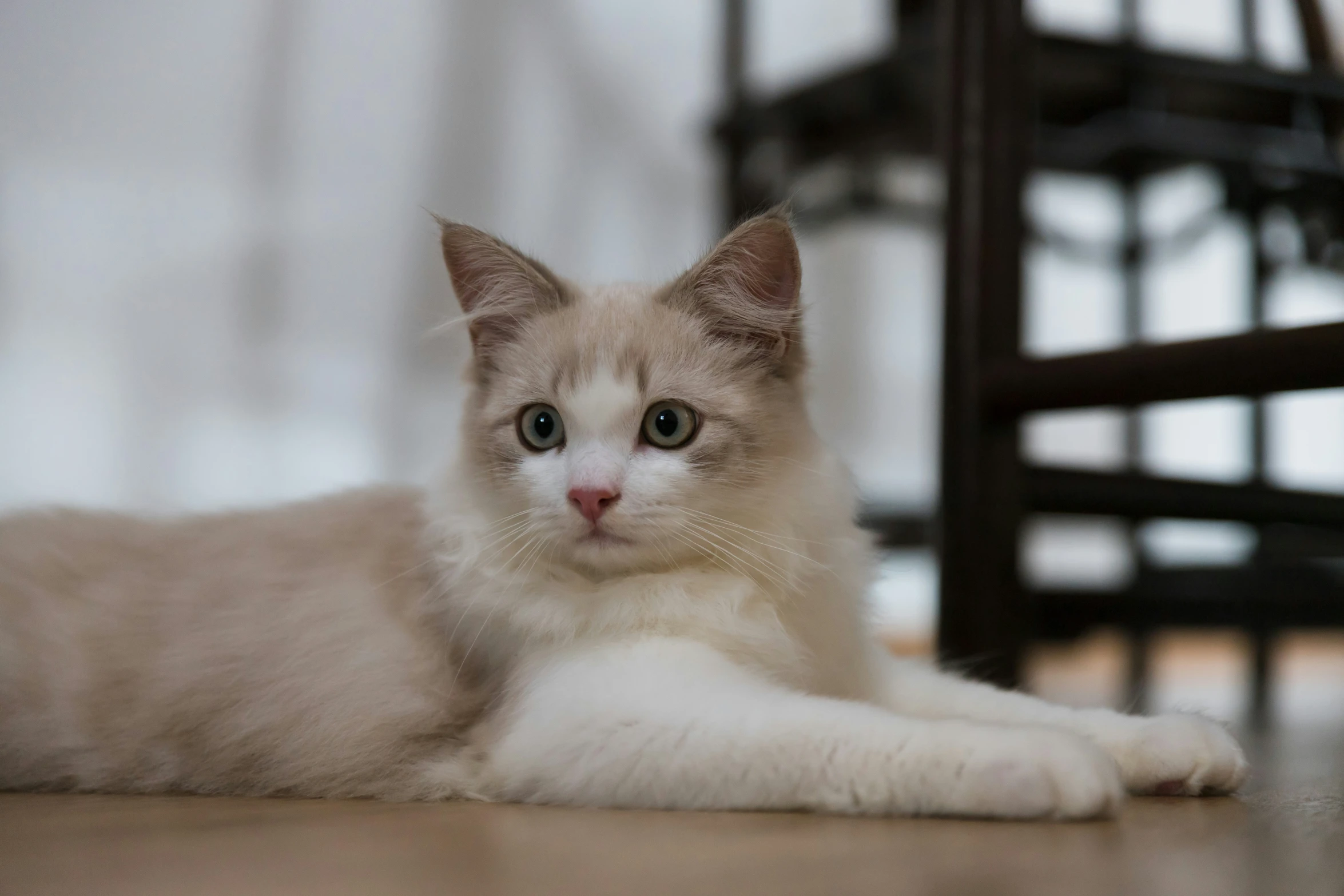 a cat laying on top of a wooden floor next to a chair