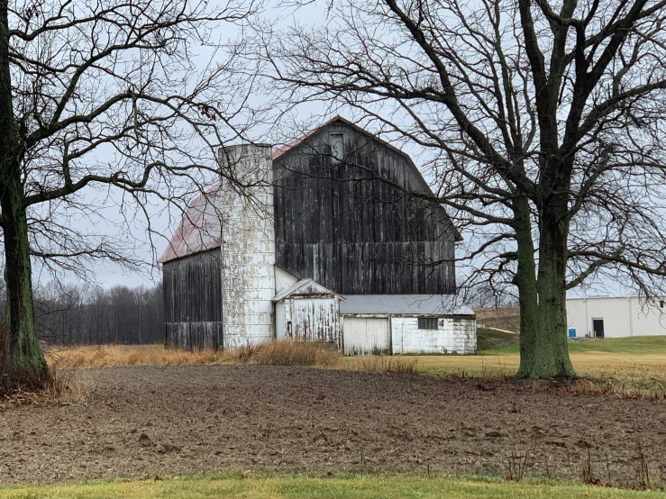 two bare trees are in front of a large barn